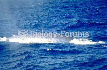 The small dorsal fin of this blue whale is just visible on the far left.