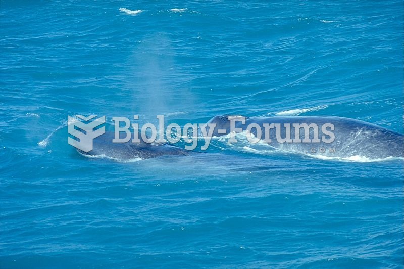 A juvenile blue whale with its mother