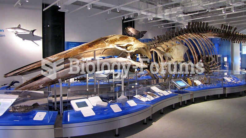 Blue whale skeleton at the Canadian Museum of Nature in Ottawa, Ontario.