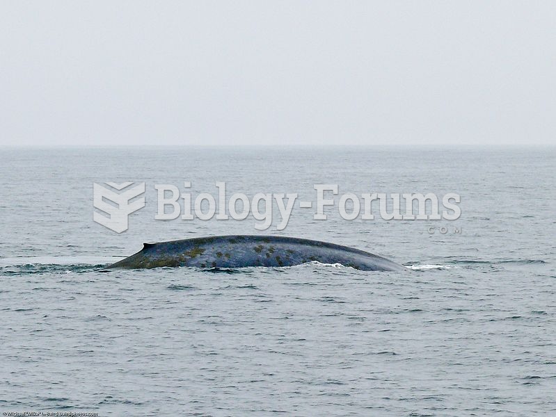 A blue whale surfaces off Santa Cruz Island in the Channel Islands, near Santa Barbara, CA