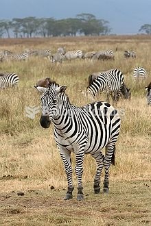 Zebras are several species of African equids (horse family) united by their distinctive black and wh