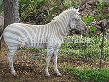 An albino zebra in captivity