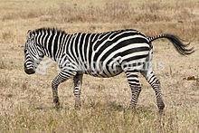 A zebra walking