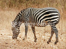 A zebra feeding on grass