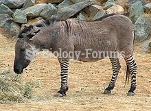 A zebra/donkey hybrid