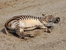 Hartmann's mountain zebra resting, showing its characteristic essentially unbarred belly