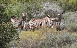A harem of Cape mountain zebras
