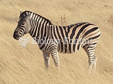 Burchell's zebra (E. q. burchellii) in Etosha National Park, Namibia