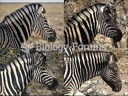 Variation in coat pattern in zebras. The patterns show progressively more black left to right and to
