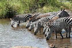 Plains zebra are highly dependent on water.