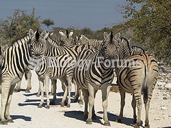 A zebra harem in Etosha National Park