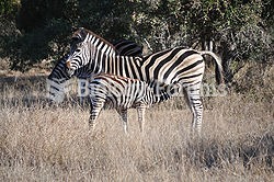 Two zebras fighting