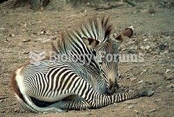 Zebra foal resting.