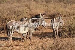 Mother zebra with foals.