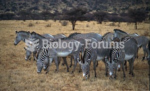 Grevy's zebras in Samburu National Reserve.