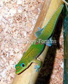 Gold dust day gecko (also known as Madagascar day geckos)