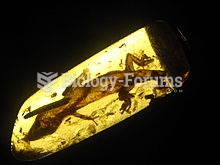 Oligocene-era gecko trapped in amber