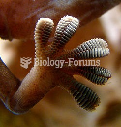 Close-up of the underside of a gecko's foot as it walks on vertical glass