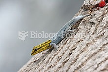Dwarf yellow-headed gecko, in Dar es Salaam, Tanzania