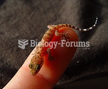 Juvenile Common House Gecko (H. frenatus)