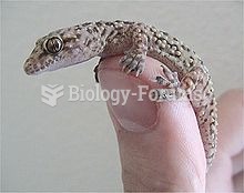 Juvenile Mediterranean House Gecko (H. turcicus)