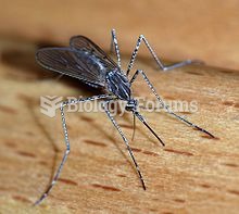 A female mosquito Culiseta longiareolata