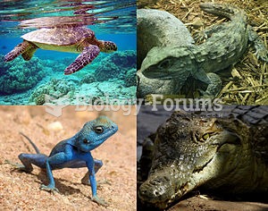 Clockwise from above left: Green turtle (Chelonia mydas), Tuatara (Sphenodon punctatus), Nile Crocod