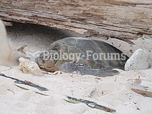 Female returning to the sea after nesting in Redang Island, Malaysia