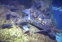 t the Osaka Aquarium, profile photo of turtle resting on bottom