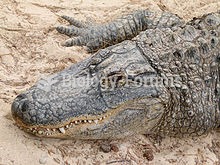 Alligator mississippiensis head