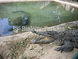 A crocodile farm in Mexico.