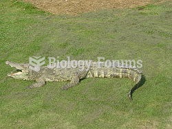 Siamese Crocodile sleeping with its mouth open to pant