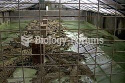 Crocodile farming in Australia.