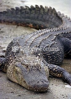 American alligator (Alligator mississippiensis)