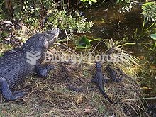 Alligator nest and young in Florida