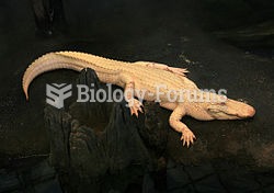 An albino alligator could survive only in captivity.