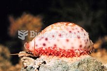 About 80% of all known mollusc species are gastropods (snails and slugs), including the cowry (a sea