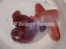 Grimpoteuthis discoveryi, a finned octopus of the suborder Cirrina