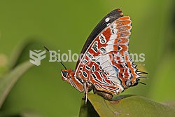 Charaxes brutus natalensis in Dar es Salaam, Tanzania