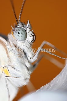 Macro of a Butterfly face