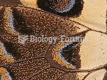 Detail of a butterfly wing