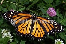 The Monarch butterfly migrates large distances