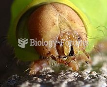 The face of a caterpillar with the mouthparts showing