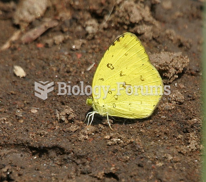 Common Grass Yellow (Eurema hecabe)