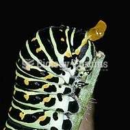 Papilio machaon caterpillar showing the osmeterium, which emits unpleasant smells to ward off predat