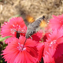 A day-flying Hummingbird Hawkmoth drinking nectar from a species of Dianthus