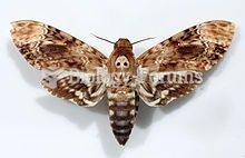Death's-head Hawkmoth (Acherontia lachesis), an old bleached specimen still showing the classic