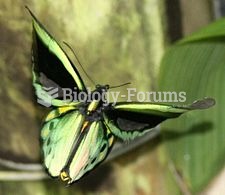 Cairns Birdwing (Ornithoptera euphorion): Australia's largest endemic butterfly