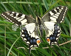 Old World Swallowtail of the endemic Great Britain subspecies britannicus