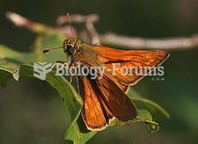 Large Skipper